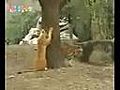 Lion Vs Tiger Fgt 4 | BahVideo.com