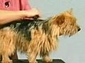 How to Strip the Coat - Norwich Terrier | BahVideo.com