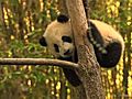 Panda Cub Moves to Main Exhibit | BahVideo.com