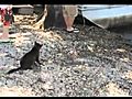 Cat vs Alligator | BahVideo.com