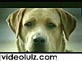 Sad Tale Of Puppy Love | BahVideo.com