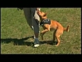 Rally to Rescue Pet Contest | BahVideo.com