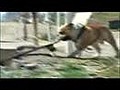 YAY Funny Animal Videos  | BahVideo.com