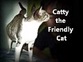 Catty is No Longer Pregnant | BahVideo.com
