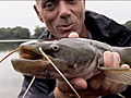 River Monsters Baby Earthquake Fish | BahVideo.com