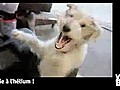 Vid o Buzz Helium Dog devient compl tement  | BahVideo.com