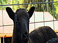 Fabulous Beekman Boys Meet the Sheep | BahVideo.com