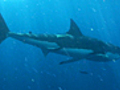 The Art of Seducing Sharks | BahVideo.com