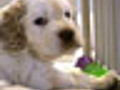 Dog Cancer Study | BahVideo.com