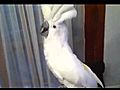Joy the Cockatoo Dancing to On the Floor | BahVideo.com