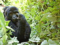 Animals Gorillas Play Tag | BahVideo.com