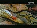 Cobra Vs Python | BahVideo.com