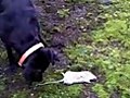 Funny Clip Of My Dog Catching A Mouse | BahVideo.com