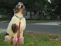 Woman Ticketed For Dying Poodle Pink | BahVideo.com