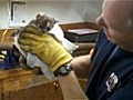 Kitten rescued from three-inch pipe | BahVideo.com