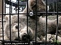  amp 039 Polar bear express amp 039 delivers cub to zoo | BahVideo.com