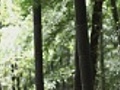 Bamboo forest in East Asia | BahVideo.com