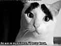 Very Funny Cats 29 | BahVideo.com