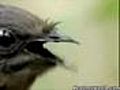 Bird Mimic | BahVideo.com