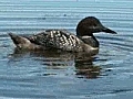 Loons rescued from Gulf oil spill brought to  | BahVideo.com