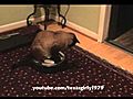 Pit Bull Sharky and Snowshoe cat Max-Arthur Squeaky Ball VS iRobot roomba  | BahVideo.com