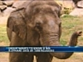 Group seeks answers in elephant s death at  | BahVideo.com