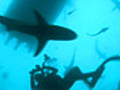 Sharks Too Close for Comfort | BahVideo.com