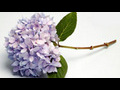 How to make lilacs and hydrangeas last longer | BahVideo.com