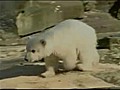 Knut le petit ours est mort | BahVideo.com