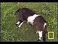 Fainting Goats | BahVideo.com