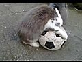 Rabbits Love Football | BahVideo.com