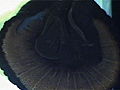 Animals Rare Monster Jellyfish Caught on Tape | BahVideo.com