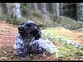 Alfie cocker spaniel from pup to fully grown | BahVideo.com