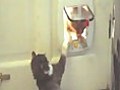 Battle Of The Catflap | BahVideo.com