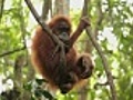 young wild orangutan | BahVideo.com