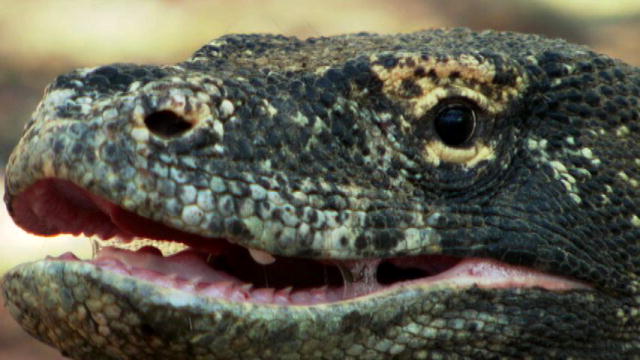 Dino Gangs Komodo Dragons | BahVideo.com