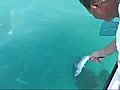 Feeding Giant Fish | BahVideo.com