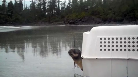 An Adorable Seal Goes Back Home  | BahVideo.com
