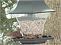 Winter Bird Feeding | BahVideo.com