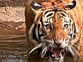 Malaysian govt backs tiger plan | BahVideo.com