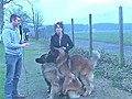 Busy Dogs Don t Do Interviews | BahVideo.com