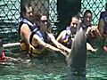 Dolphin Kiss on Isla Mujeres Cancun | BahVideo.com