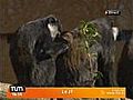 L un des quatre singes vol s a t rendu Lyon  | BahVideo.com