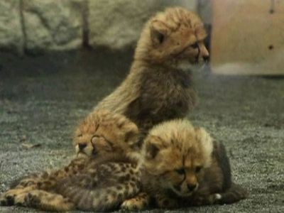 Newborn Cheetah Cubs | BahVideo.com