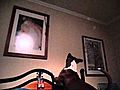 PITBULL DESPERATELY JUMPING CHASING THE LIGHT  | BahVideo.com