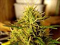 Papaya CFL Ganja Grow PART SIX of EIGHT with  | BahVideo.com