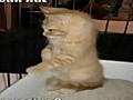 Very Funny Cats 24 | BahVideo.com