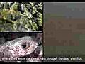 Predicting Harmful Algal Blooms | BahVideo.com