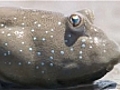 Bol ophtalme l extraordinaire poisson vivant hors de l amp 039 eau | BahVideo.com