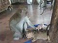 chaton tente de t t un singe | BahVideo.com